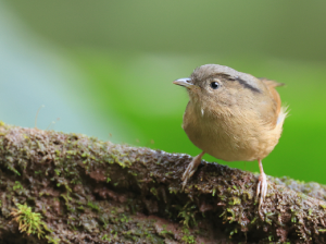 Brown-cheeked Fulvetta, 褐脸雀鹛, Alcippe poioicephala-gallery-6