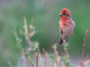 Common Rosefinch, 普通朱雀, Carpodacus erythrinus-gallery-49