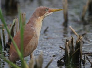 Cinnamon Bittern, 栗苇鳽, Ixobrychus cinnamomeus-gallery-22