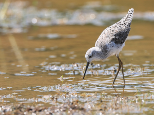 Marsh Sandpiper, 泽鹬, Tringa stagnatilis-gallery-27