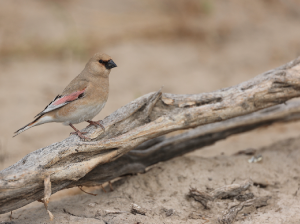 Desert Finch, 巨嘴沙雀, Rhodospiza obsoleta-gallery-23