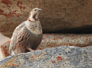 Himalayan Snowcock, 暗腹雪鸡, Tetraogallus himalayensis-gallery-12