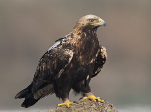 Eastern Imperial Eagle, 白肩雕, Aquila heliaca-gallery-27