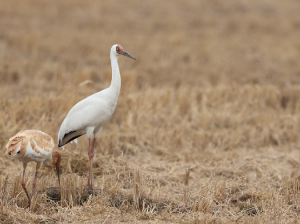 Siberian Crane, 白鹤, Leucogeranus leucogeranus-gallery-11