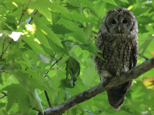 Tawny Owl, 黄褐林鸮, Strix aluco-gallery-14
