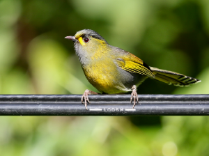 Steere’s Liocichla, 黄胸薮鹛, Liocichla steerii-gallery-19