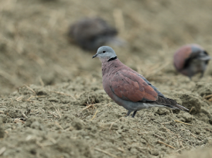 Red Collared Dove, 火斑鸠, Streptopelia tranquebarica-gallery-41