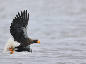 Steller’s Sea Eagle, 虎头海雕, Haliaeetus pelagicus-gallery-19