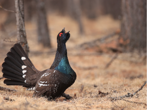 Black-billed Capercaillie, 黑嘴松鸡, Tetrao urogalloides-gallery-1