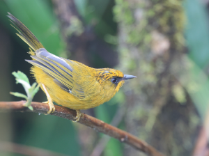 Golden Babbler, 金头穗鹛, Stachyridopsis chrysaea-gallery-60
