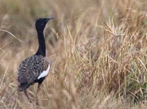 Bengal Florican, 南亚鸨, Houbaropsis bengalensis-gallery-0