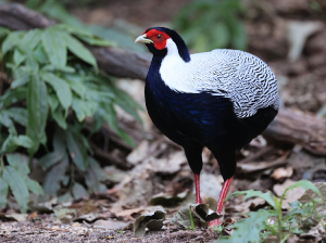 Silver Pheasant, 白鹇, Lophura nycthemera-gallery-47