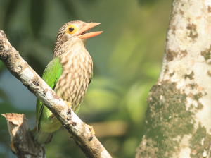 Lineated Barbet, 斑头绿拟啄木鸟, Psilopogon lineatus-gallery-21