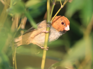 Short-tailed Parrotbill, 短尾鸦雀, Neosuthora davidiana-gallery-2