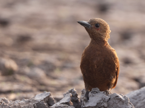 Rufous Woodpecker, 栗啄木鸟, Micropternus brachyurus-gallery-53