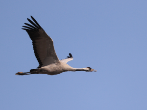 Common Crane, 灰鹤, Grus grus-gallery-30