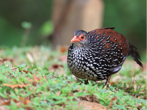 Sri Lankan Spurfowl, 斯里兰卡鸡鹑, Galloperdix bicalcarata-gallery-13