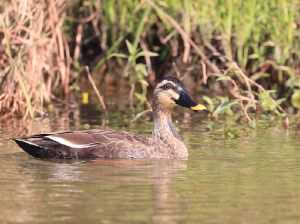 Indian Spot-billed Duck, 印缅斑嘴鸭, Anas poecilorhyncha-gallery-17