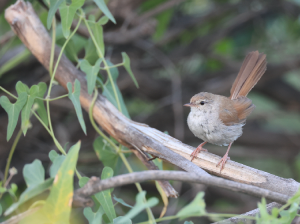 Cetti’s Warbler, 宽尾树莺, Cettia cetti-gallery-41