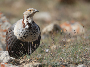 Himalayan Snowcock, 暗腹雪鸡, Tetraogallus himalayensis-gallery-26
