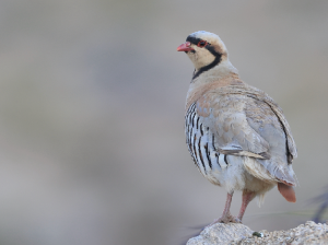 Chukar Partridge, 石鸡, Alectoris chukar-gallery-45