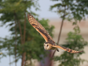 Eastern Grass Owl, 草鸮, Tyto longimembris-gallery-28