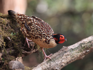 Cabot’s Tragopan, 黄腹角雉, Tragopan caboti-gallery-21