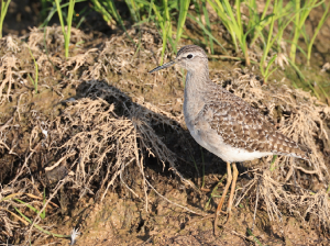Wood Sandpiper, 林鹬, Tringa glareola-gallery-52