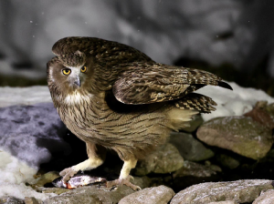 Blakinston’s Fish Owl, 毛腿渔鸮, Bubo blakistoni-gallery-2