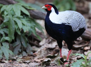 Silver Pheasant, 白鹇, Lophura nycthemera-gallery-6