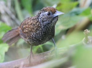 Cachar Wedge-billed Babbler, 楔嘴鹩鹛, Stachyris roberti-gallery-9