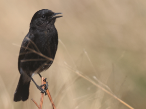 Pied Bush Chat, 白斑黑石?, Saxicola caprata-gallery-11