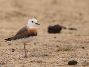 Oriental Plover, 东方鸻, Charadrius veredus-gallery-7
