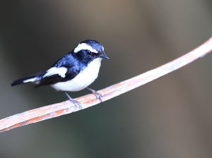 Little Pied Flycatcher, 小斑姬鹟, Ficedula westermanni-gallery-50