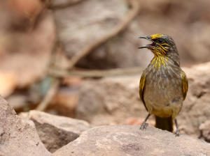 Stripe-throated Bulbul, 纹喉鹎, Pycnonotus finlaysoni-gallery-40