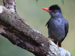 Black Drongo, 黑卷尾, Dicrurus macrocercus-gallery-17