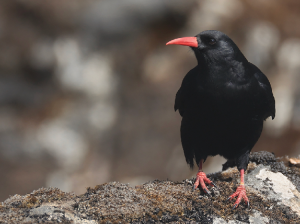 Red-billed Chough, 红嘴山鸦, Pyrrhocorax pyrrhocorax-gallery-27