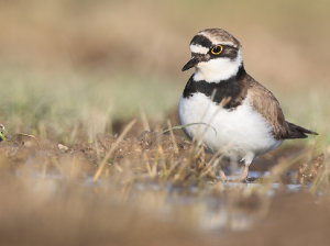 Little Ringed Plover, 金眶鸻, Charadrius dubius-gallery-54