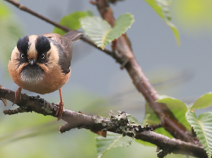 Rufous-fronted Bushtit, 棕额长尾山雀, Aegithalos iouschistos-gallery-40