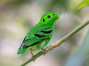Green Broadbill, 绿阔嘴鸟, Calyptomena viridis-gallery-6