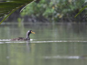 Masked Finfoot, 亚洲鳍趾鷉, Heliopais personatus-gallery-3