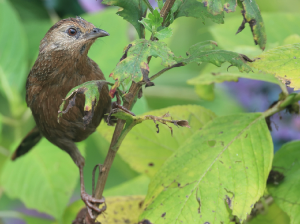 Bhutan Laughingthrush, 丽星噪鹛, Trochalopteron imbricatum-gallery-18