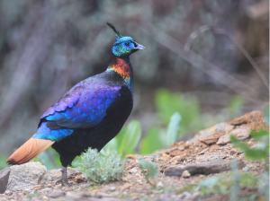 Himalayan Monal, 棕尾虹雉, Lophophorus impejanus-gallery-23