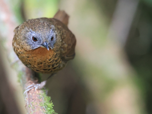 Rufous-throated Wren-Babbler, 短尾鹩鹛, Spelaeornis caudatus-gallery-7