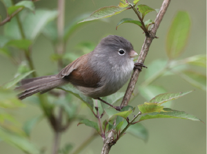 Grey-hooded Parrotbill, 暗色鸦雀, Sinosuthora zappeyi-gallery-4