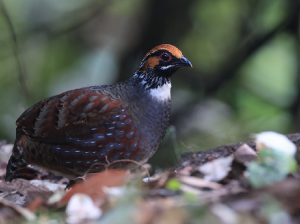 Hill Partridge, 环颈山鹧鸪, Arborophila torqueola-gallery-12