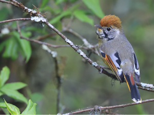 Bar-throated Minla, 斑喉希鹛, Actinodura strigula-gallery-32