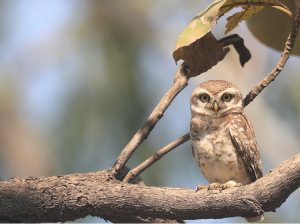Spotted Owlet, 横斑腹小鸮, Athene brama-gallery-15