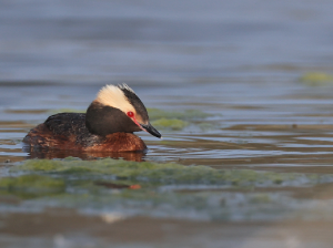 Horned Grebe, 角, Podiceps auritus-gallery-45