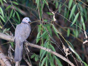 Spotted Dove, 珠颈斑鸠, Spilopelia chinensis-gallery-16